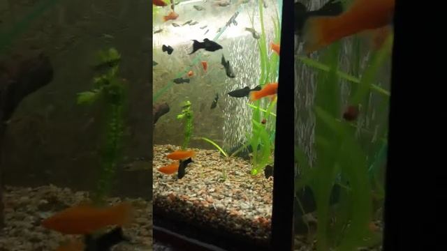 живородка смотреть онлайн