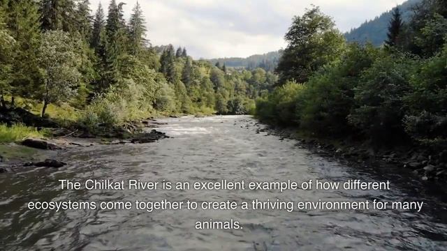 The Chilkat River in Alaska смотреть онлайн