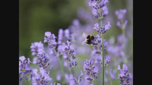 Спокойная музыка (piano, lounge, chillout) смотреть онлайн