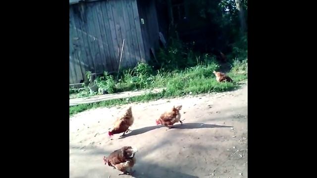 Петушиный футбол смотреть онлайн