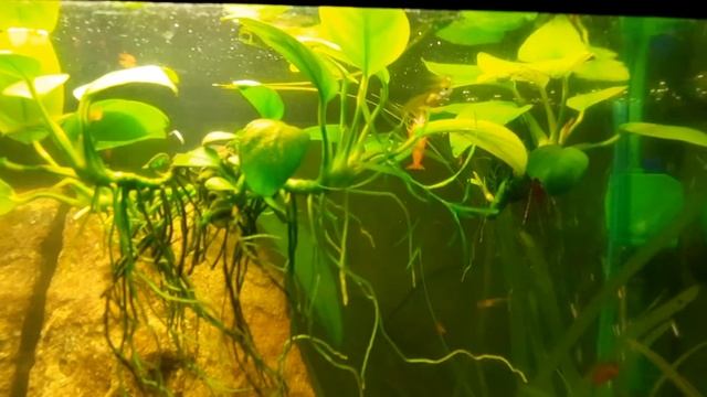 креветки резвятся смотреть онлайн