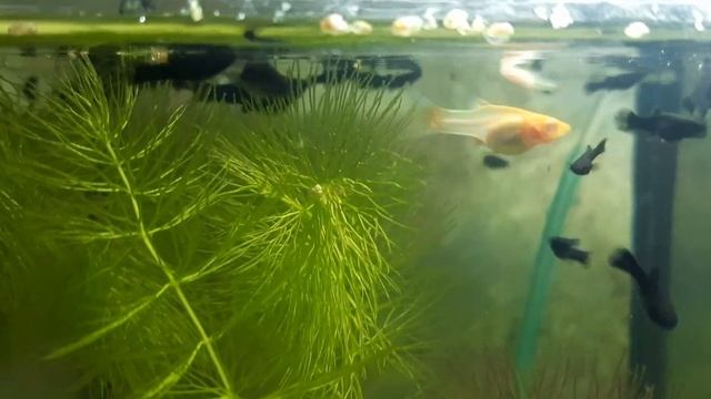 малек черной молинезии смотреть онлайн