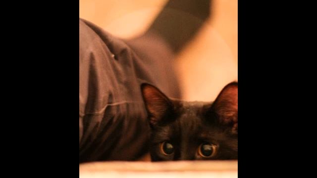 КОТ Бегемот :): смотреть онлайн