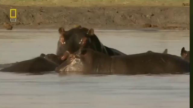 Aslan Krallığı Devlerin Avcısı Aslan Belgeseli Türkçe Dublaj Izle #aslan #lion #belgesel