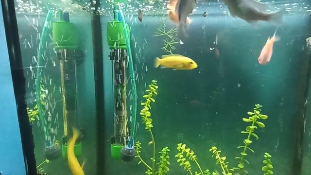 купил рыбок смотреть онлайн