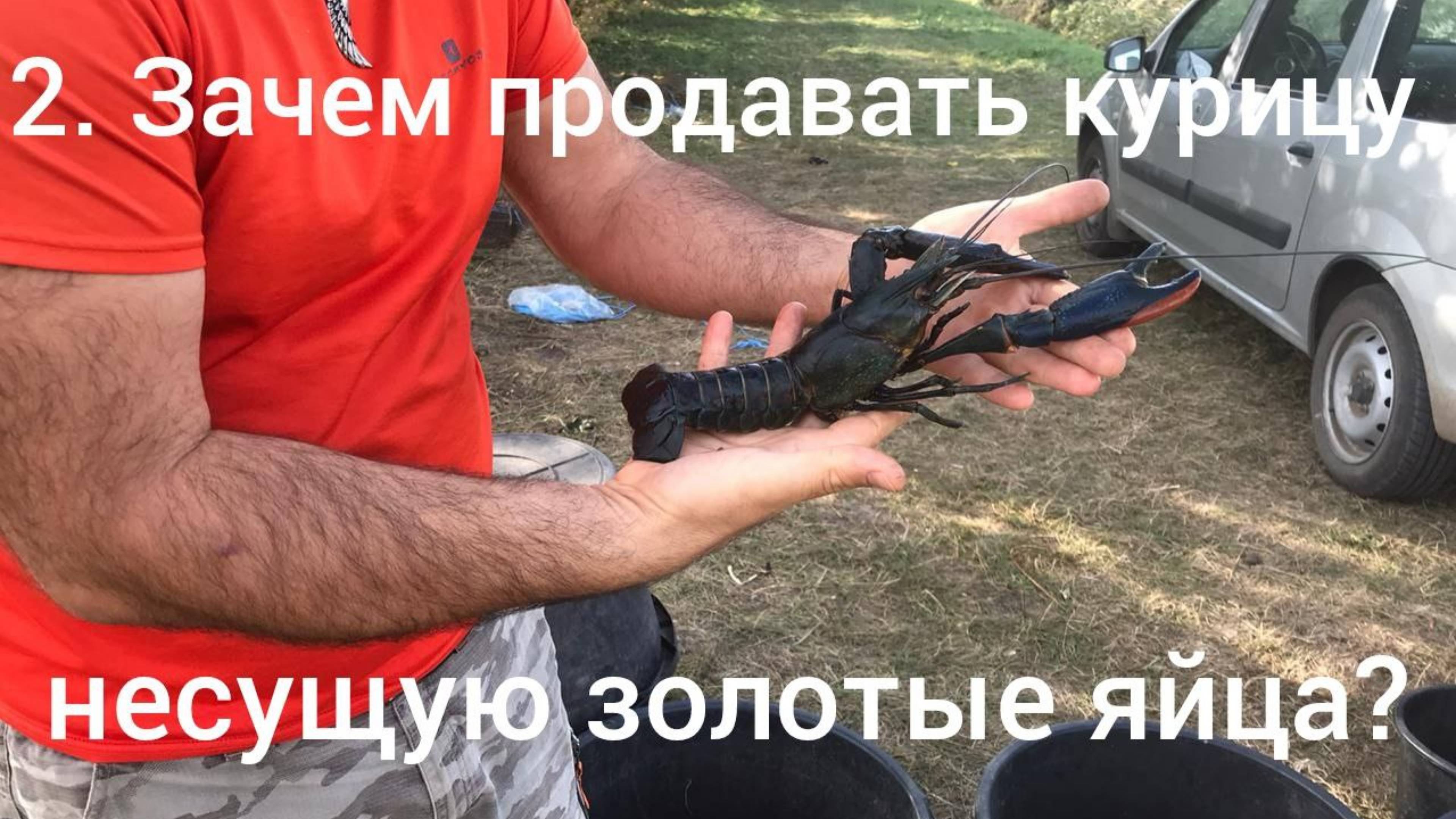 2. Бизнес на австралийских раках. Зачем продавать курицу несущую золотые яйца? смотреть онлайн
