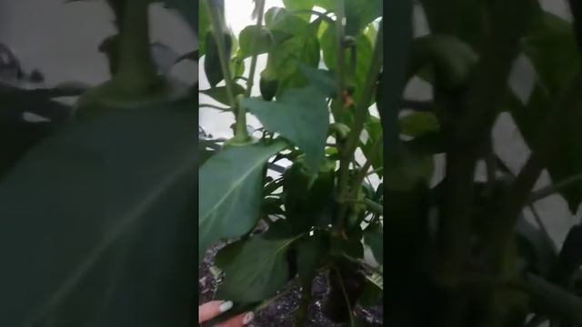 Про теплицу