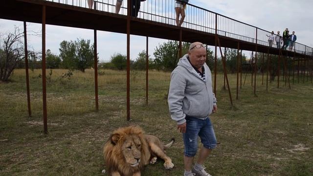 Львиный театр ! смотреть онлайн