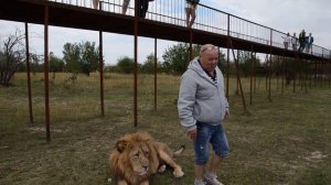 Львиный театр !