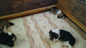 Тяжелые будни маленьких щенков вельш корги пемброк