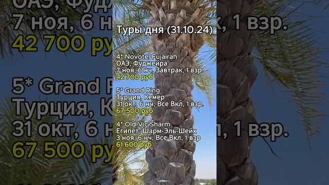 ⭐️⭐️⭐️ТУРЫ ДНЯ (31.10.24)⭐️⭐️⭐️