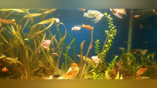 домашний аквариум заполнен смотреть онлайн