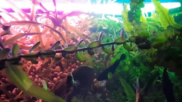 освещение внутри аквариума смотреть онлайн