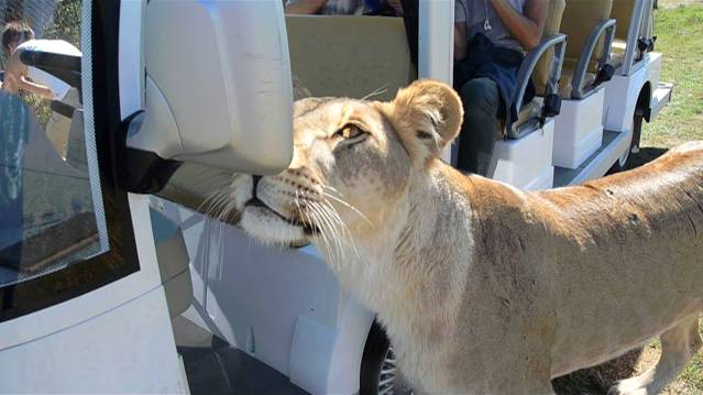 Верхом на льве ! Лейла шкодничает ! смотреть онлайн