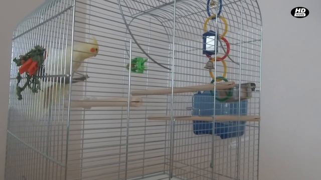 Parrot Lovers смотреть онлайн