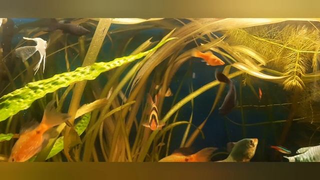 домашний аквариум смотреть онлайн