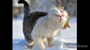 Песня про жирного кота