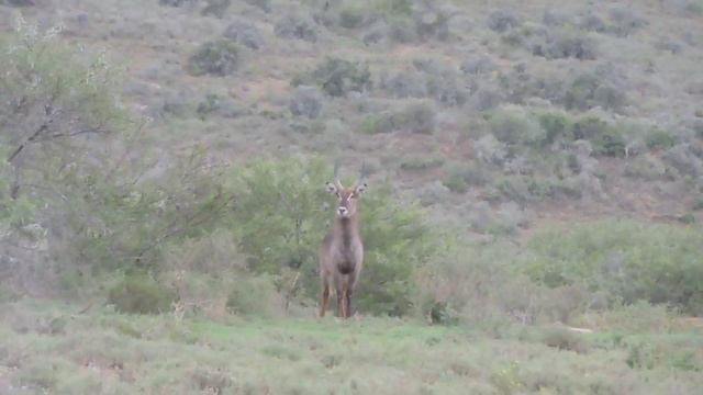 Cheetah Waterbuck Standoff смотреть онлайн