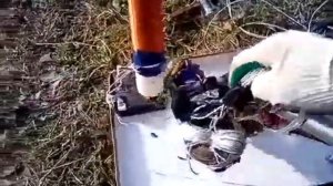 БТГ Васмуса