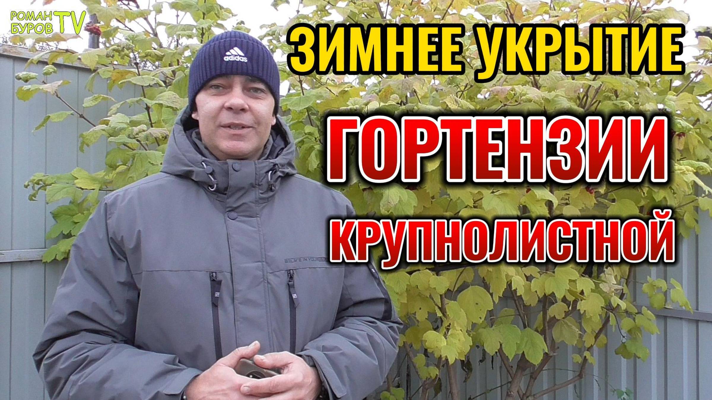 🌨 Зимнее укрытие гортензии крупнолистной: 5 главных правил для гарантированного успеха 👌 смотреть онлайн