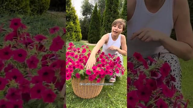 Петуния Тайдал Вейв Черри в горшке 12 литров, в горшке ОДНО растение - ОДНО семя! Usadba-semena.ru