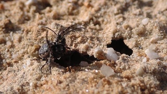 Spider hunting wasp Episyron rufipes with Nuctenea umbratica prey смотреть онлайн