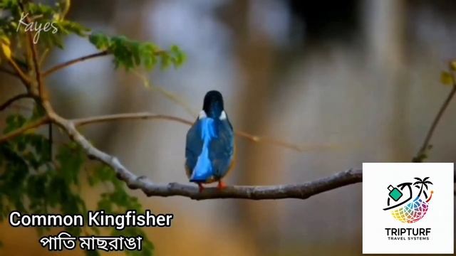 birds of bangladesh смотреть онлайн