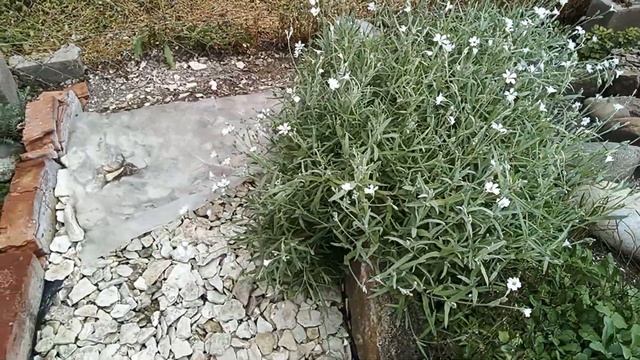 Садовый Влог  | #садоводство #сад #садовод #садогород #садиогород