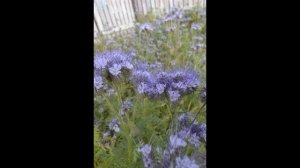 группа Сто - Ведьма