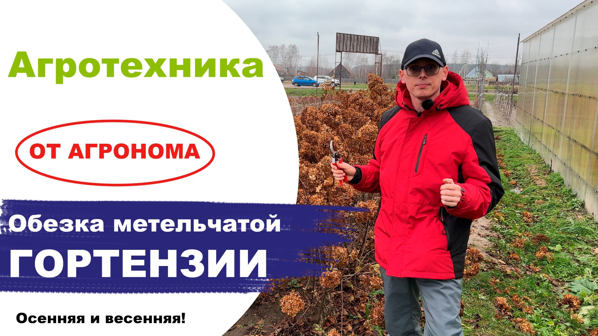 Обрезка метельчатых гортензий Осенью и Весной от агронома питомника смотреть онлайн