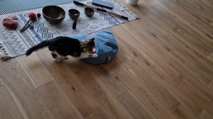 кошь и указка