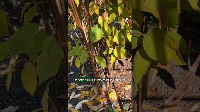 Можно обрезать гортензии осенью?