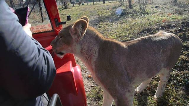 Редкий случай ,СТЕРВА ПОДОБРЕЛА ! Лейла вытащила платок прямо из кармана гостьи ! смотреть онлайн