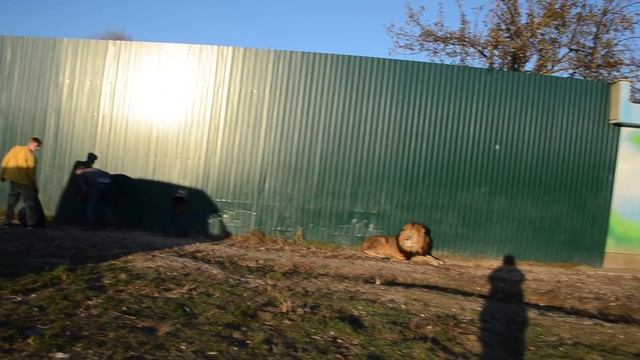 Ярослав Зубков отбирает у Афины лопату ! ХОРОШАЯ НОВОСТЬ В ТАЙГАНЕ ! смотреть онлайн