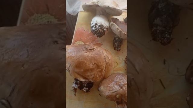 Глубокая осень а Грибы все ещё есть смотреть онлайн