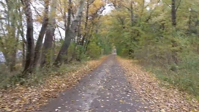 Прогулка за грибами 🍄 Немного о планах 😉 смотреть онлайн