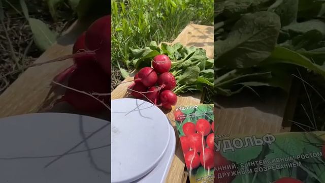УРОЖАЙ ЗА 3 НЕДЕЛИРедис «Рудольф F1» Ярко-красный гладкий плод с белой сочной мякотью