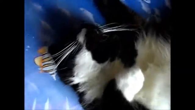 КОТ ТОП СТРИМЕР смотреть онлайн