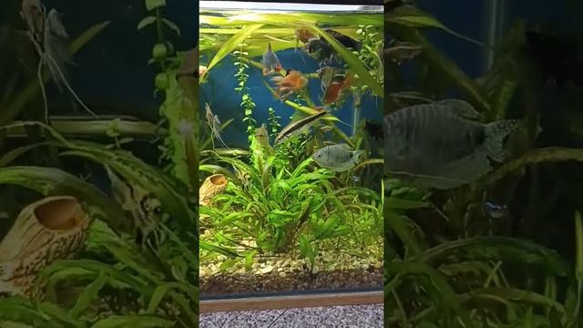 скалярии смотреть онлайн