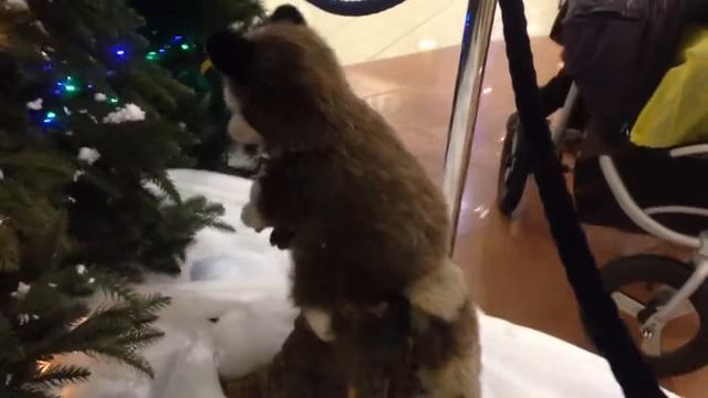 Енот-извращенец