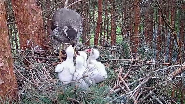 Goshawk(Accipiter Gentilis)~Alla  In With  Prey & Is Feeding The Little Ones~3:09 PM 2022/05/17