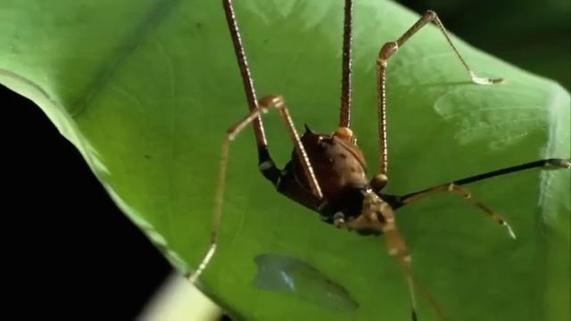 Most Unusual Critter Battles | MONSTER BUG WARS смотреть онлайн