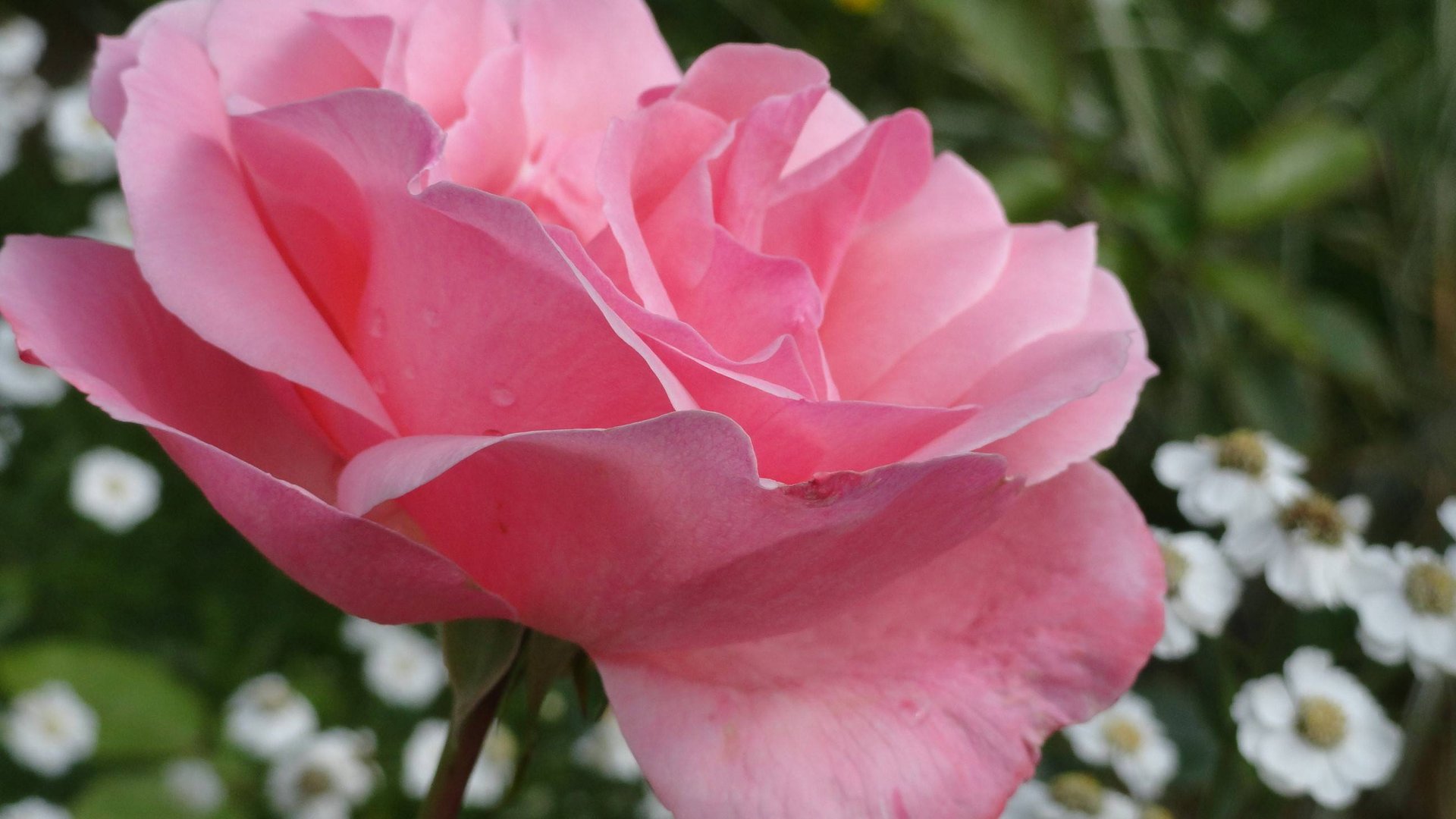 Мои РОЗЫ 2023 смотреть онлайн