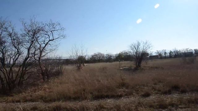 Львица в машине- туристка В ШОКЕ! Lioness in the car-tourist IN SHOCK! смотреть онлайн