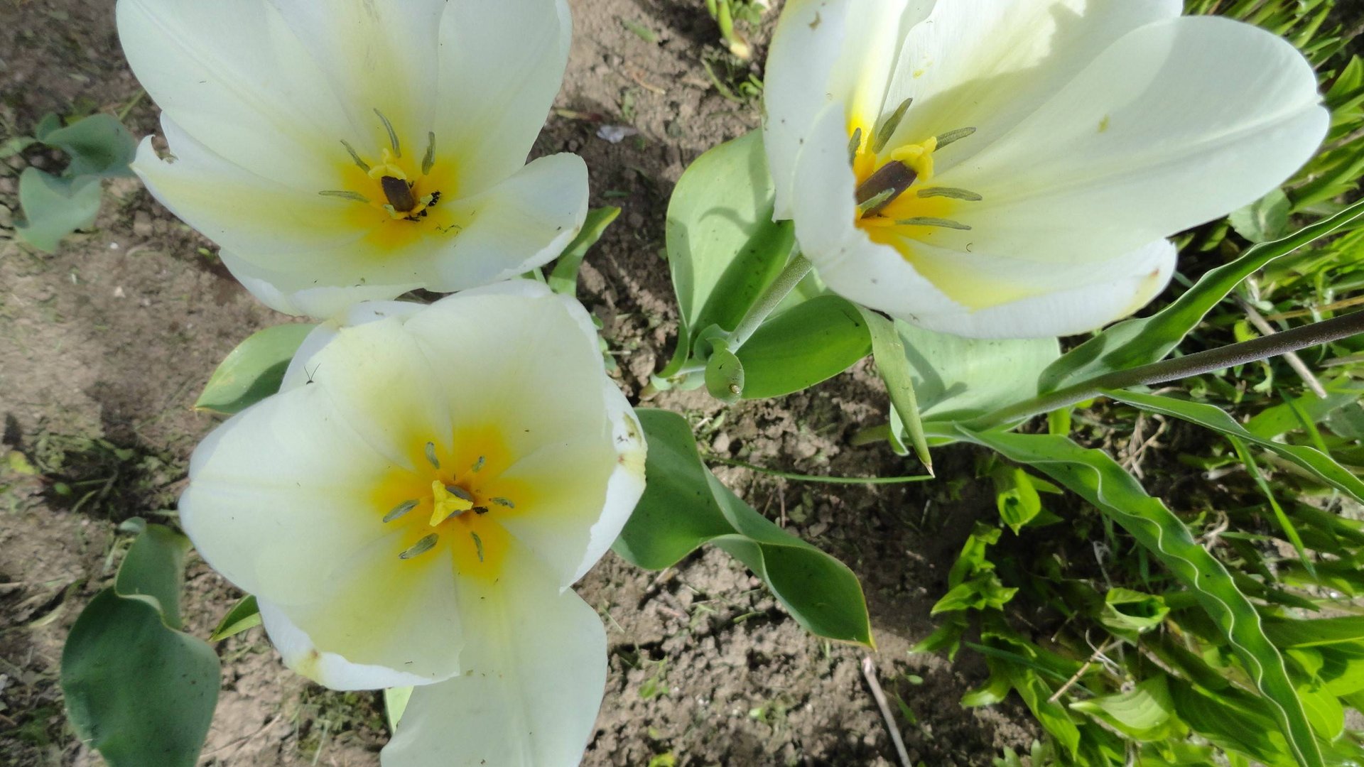 Магия белого. Белые цветы в моем саду. смотреть онлайн