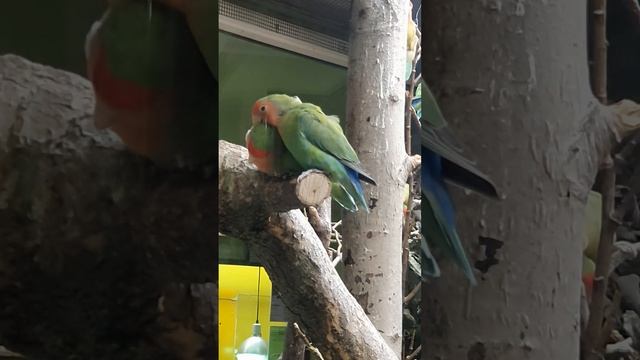 попугай НЕРАЗЛУЧНИК#helenlin1 #попугай #наразлучник #shortsvideo #shorts #животные #неразлучные