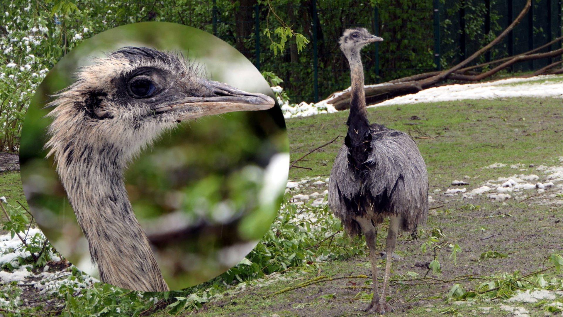 Обыкновенныe  Страусы - НАНДУ - нелетающая птица./The snarling ostriches of Nandu/.