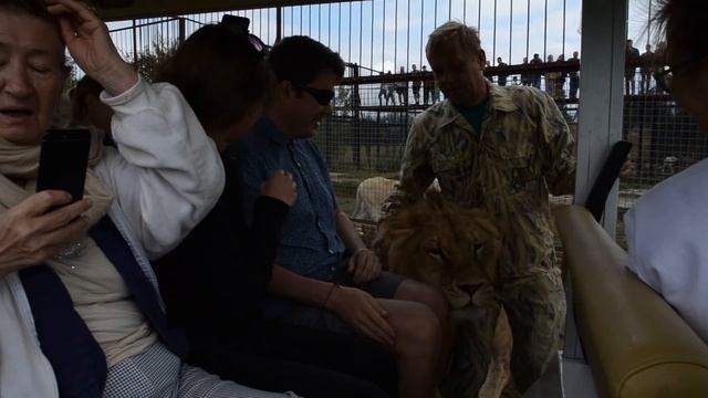 Здравствуйте , я лев и меня зовут ФИЛЯ ! Hello, I'm Leo and my name is FILYA !!! смотреть онлайн