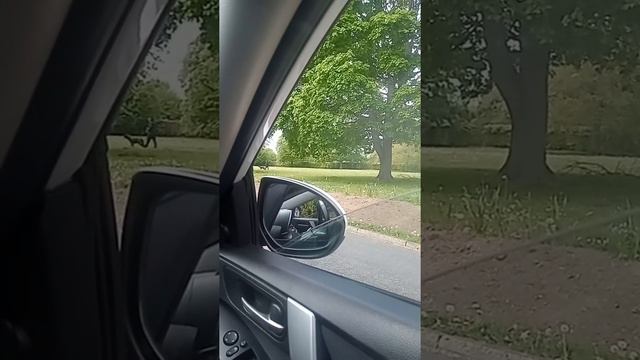 Gang stalker - Dog walking harassment смотреть онлайн