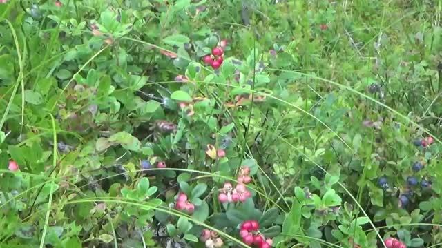 Открытие сезона ,черника 2024. Cколько  ягоды можно собрать за 5 минут  на Селигере в Поребрице .